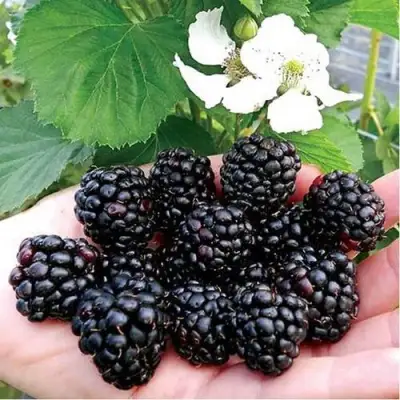 Ежевика РУБЕН ремонтантная  в Мозыре