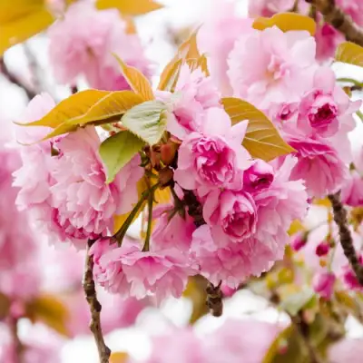 Сакура КАНЗАН в Мозыре