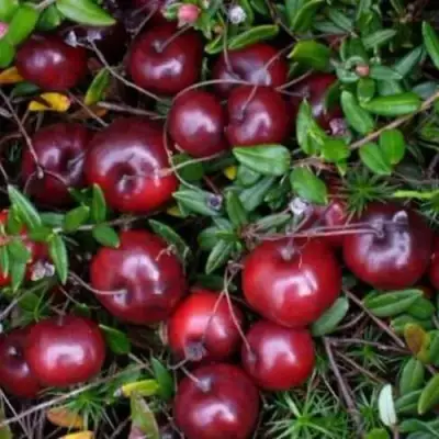 Клюква БЕН ЛИР в Мозыре