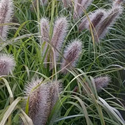 Пеннисетум БЛЭК БЬЮТИ в Мозыре