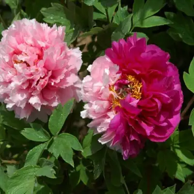 Пион ДВЕ СЕСТРЫ древовидный в Мозыре