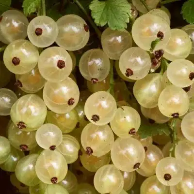 Смородина белая СМОЛЬЯНИНОВСКАЯ в Мозыре