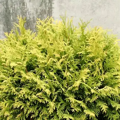 Туя ГОЛДЕН ГЛОБ западная в Мозыре