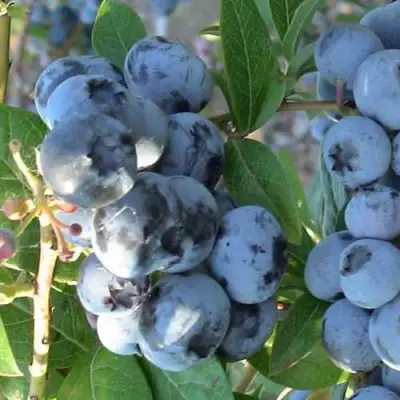 Голубика НОРТЛАНД в Мозыре