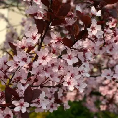 Слива НИГРА растопыреная в Мозыре