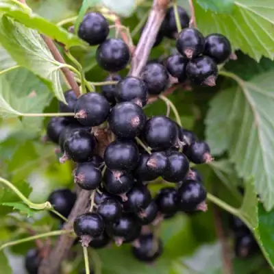 Смородина черная ОРЛОВИЯ в Мозыре