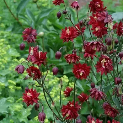 Аквилегия РУБИ ПОРТ обыкновенная в Мозыре