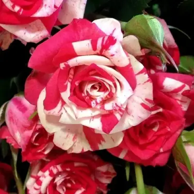 Роза ФАЙЕР ВОРКС миниатюрная в Мозыре