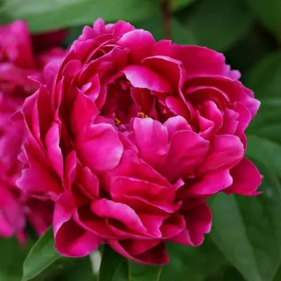 Пион ЛУИ ВАН-ГУТТ травянистый в Мозыре