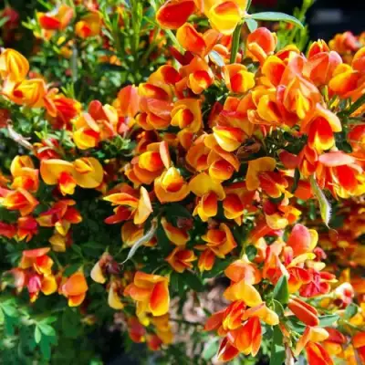 Ракитник АНДРЕАНУС в Мозыре