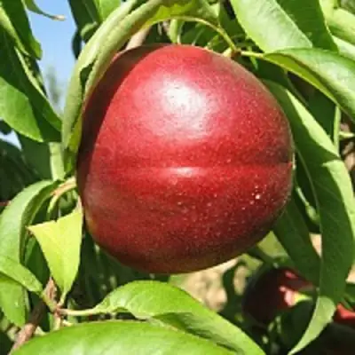 Нектарин ФАНТАЗИЯ в Мозыре