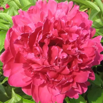 Пион ПУРПУРНЫЙ ФЕНИКС травянистый в Мозыре