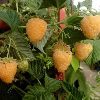 Малина ЗЮГАНА ЗОЛОТАЯ в Мозыре