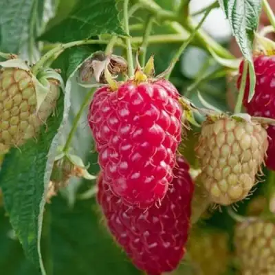 Малина МАРАСТАР в Мозыре