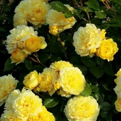 Роза АНИ ДЮПРЕЙ флорибунда в Мозыре