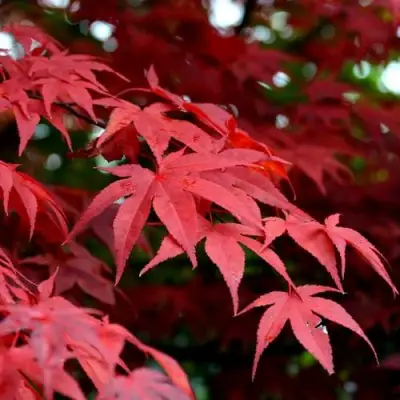 Клен гиннала  в Мозыре