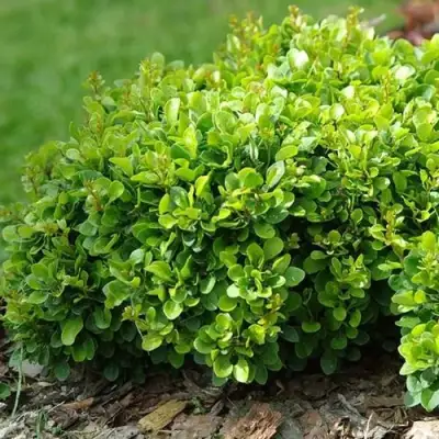 Барбарис КОБОЛЬД тунберга в Мозыре