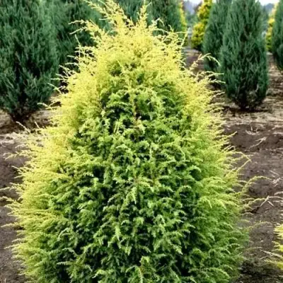 Можжевельник ГОЛД КОН обыкновенный в Мозыре