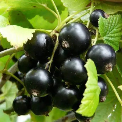 Смородина чёрная ГЕРКУЛЕС в Мозыре