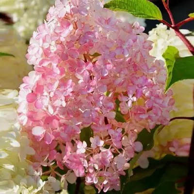 Гортензия ДИАМАНТИНО метельчатая в Мозыре