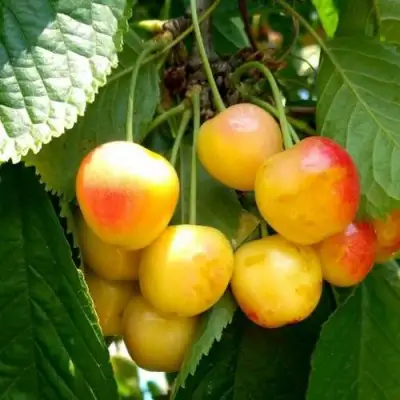 Черешня ЯНТАРНАЯ в Мозыре