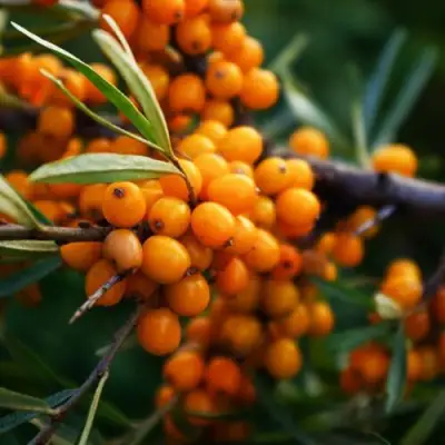 Облепиха МОСКОВСКАЯ ПРОЗРАЧНАЯ в Мозыре