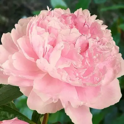 Пион САРА БЕРНАРД травянистый в Мозыре