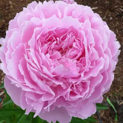 Пион ДЖАКОРМА травянистый в Мозыре