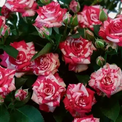 Роза ФАЙЕР ВОРКС миниатюрная в Мозыре