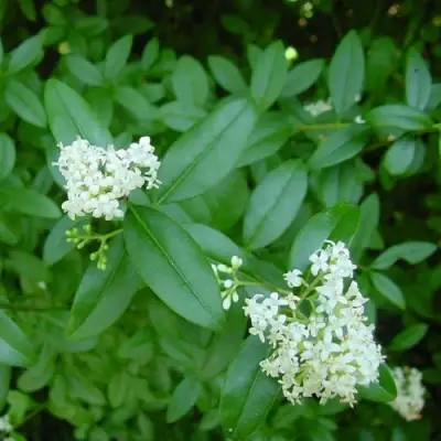 Бирючина обыкновенная АТРОВИРЕНС в Мозыре