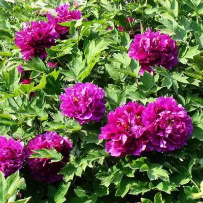 Пион ОРНАМЕНТ древовидный в Мозыре