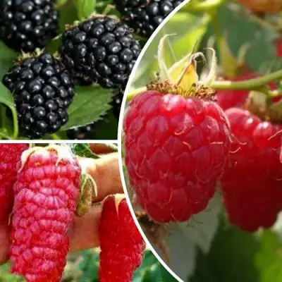 Комплект ЯГОДНЫЙ МИКС в Мозыре