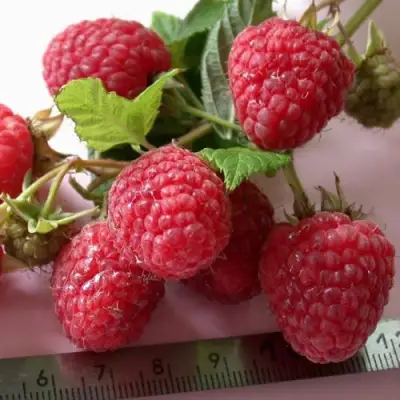 Малина ремонтантная Примара