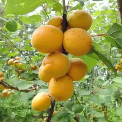 Абрикос ДЕСЕРТНЫЙ ГОЛУБЕВА в Мозыре