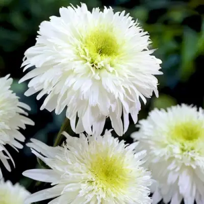 Нивяник ФИОНА ГОГХИЛЛ великолепный в Мозыре