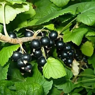 Смородина чёрная ВЕЛОЙ (ЛЕНИНГРАДСКАЯ СЛАДКАЯ) в Мозыре