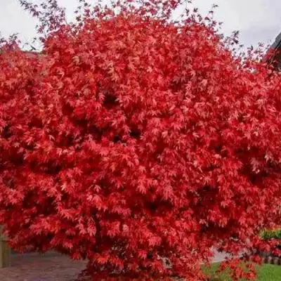 Клен гиннала  в Мозыре