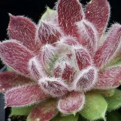 Молодило ТАРАНТУЛА в Мозыре