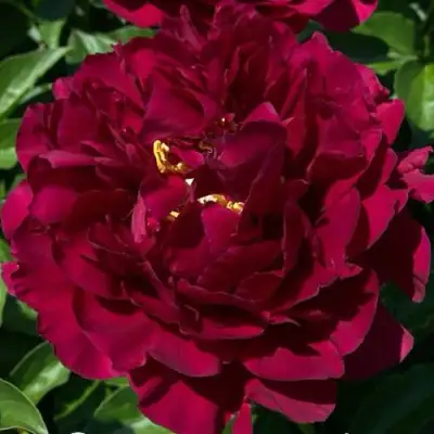 Пион ОЛД ФЕЙТФУЛ травянистый в Мозыре