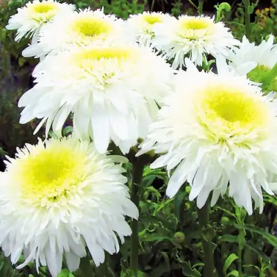 Нивяник ФИОНА ГОГХИЛЛ великолепный в Мозыре