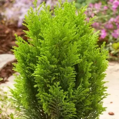 Кипарисовик ЭЛВУДИ ГОЛД лавсона в Мозыре