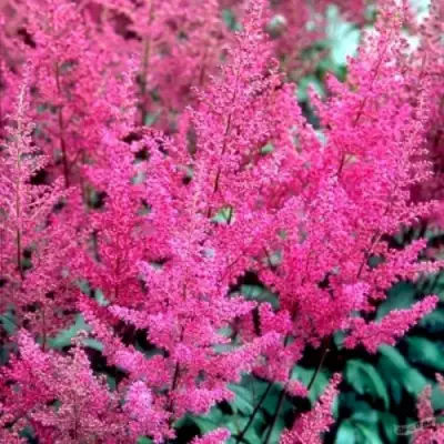 Астильба ЭЛИЗАБЕТ ВАН ВИН японская в Мозыре