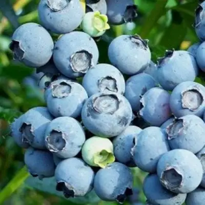 Голубика ПУРУ в Мозыре