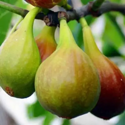 Инжир ДАЛМАТСКИЙ в Мозыре