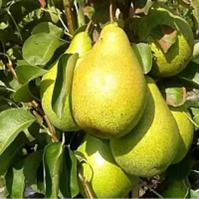 саженцы груши Паттен
