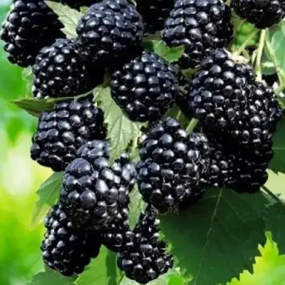 Ежевика АПАЧИ бесшипная  в Мозыре