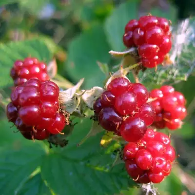 Княженика АСТРА в Мозыре