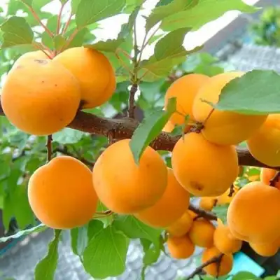 Абрикос ОРИГИНАЛ в Мозыре