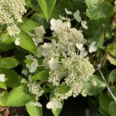 Гортензия ПРИМ ВАЙТ метельчатая в Мозыре