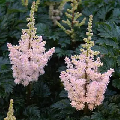 Астильба ЛИЛИПУТ курчавая в Мозыре